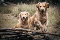 AlbBarf-Hundeladen Golden Retriver Sport
